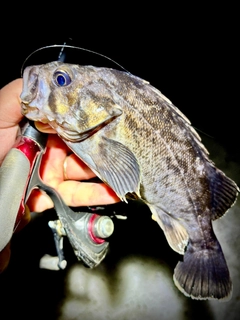 クロソイの釣果