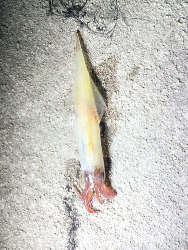 ヤリイカの釣果