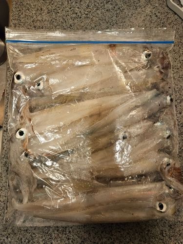 ヤリイカの釣果