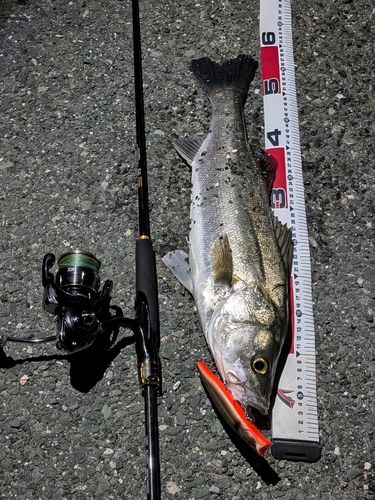 シーバスの釣果