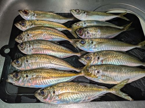 アジの釣果
