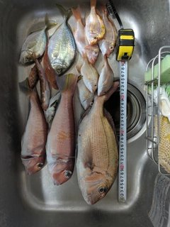 アマダイの釣果