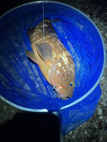 キジハタの釣果