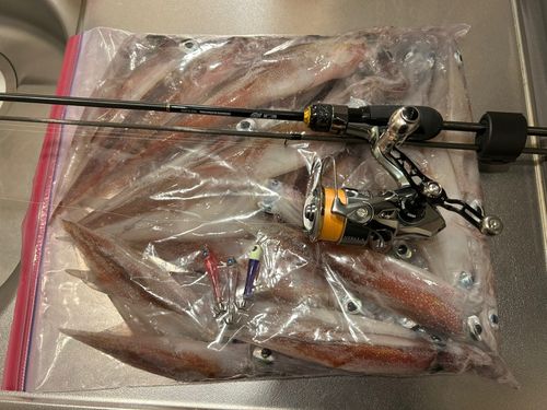 ヤリイカの釣果