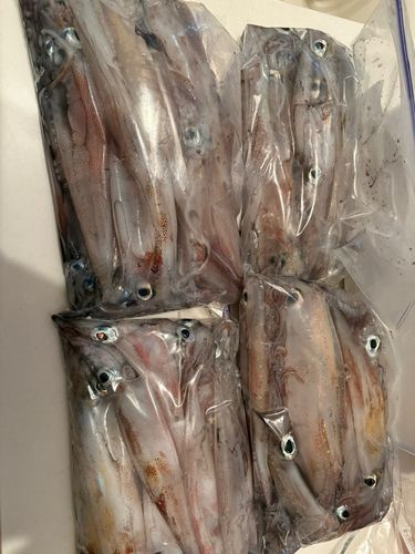 ヤリイカの釣果