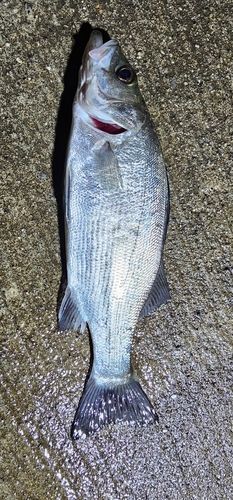 小名浜港市場前