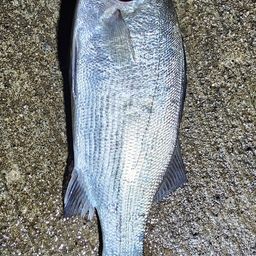 セイゴ（ヒラスズキ）