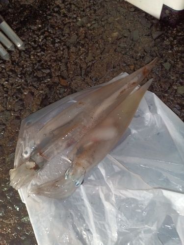 ササイカの釣果