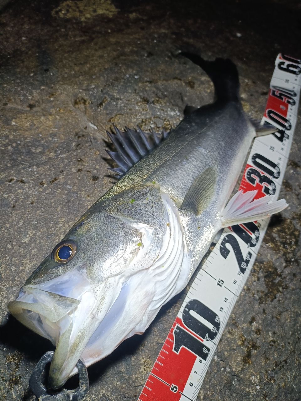 DAIWA 19ラテオ R 100MLの最安値・インプレ・釣果 | 本音の口コミが