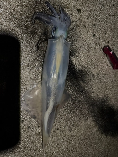 ヤリイカの釣果