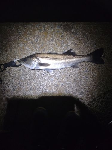 フッコ（マルスズキ）の釣果