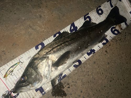 シーバスの釣果