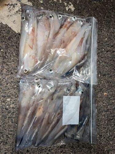 ヤリイカの釣果