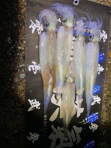 ヤリイカの釣果