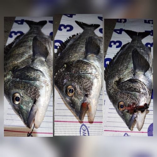 チヌの釣果