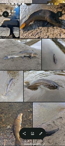 コイの釣果