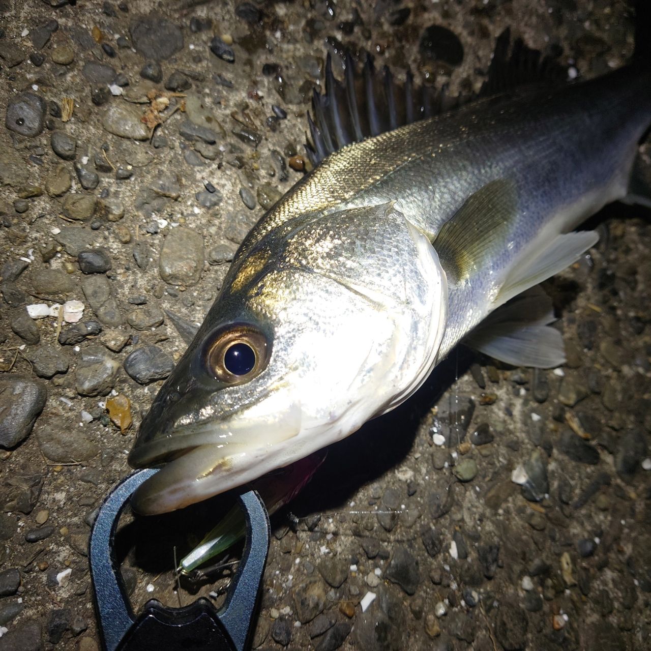 SHIMANO 23ディアルーナ S90Mの最安値・インプレ・釣果 | 本音の口コミ