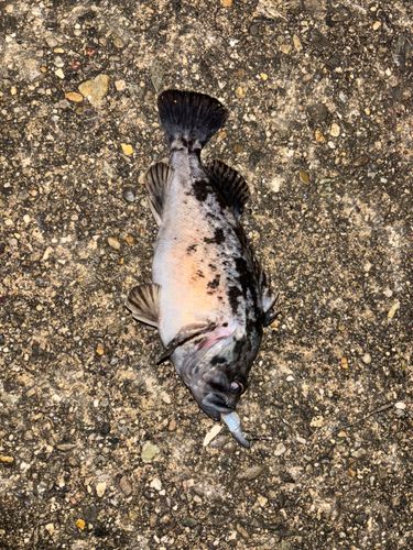 クロソイの釣果