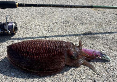 コウイカの釣果