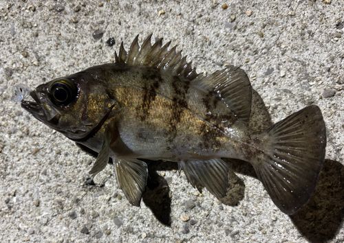 メバルの釣果