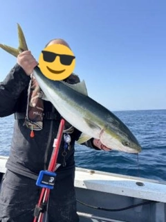 ブリの釣果