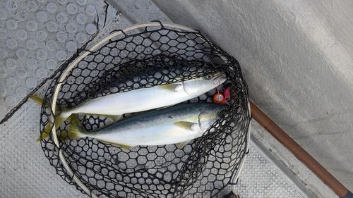 ヤズの釣果