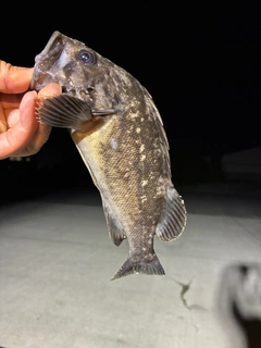 クロソイの釣果