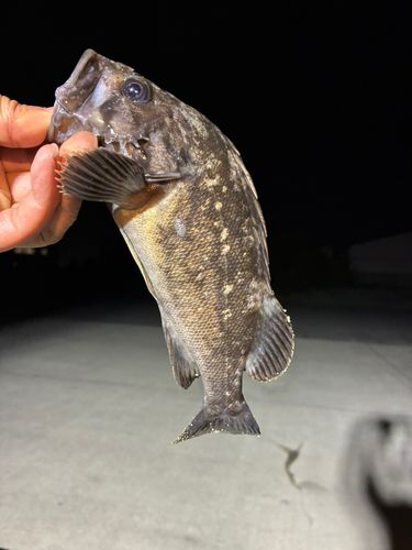 クロソイの釣果