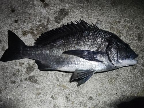 クロダイの釣果