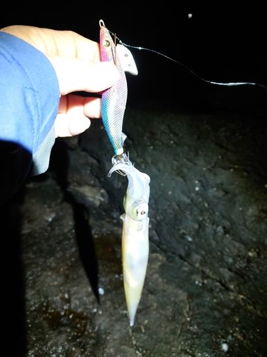 ヤリイカの釣果