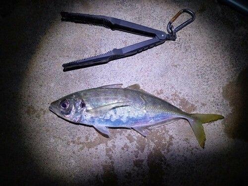マアジの釣果