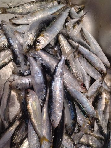 マイワシの釣果