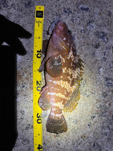 キジハタの釣果