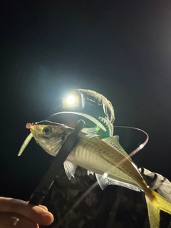マアジの釣果
