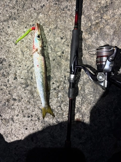 アカカマスの釣果