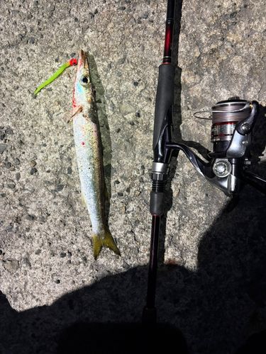 アカカマスの釣果