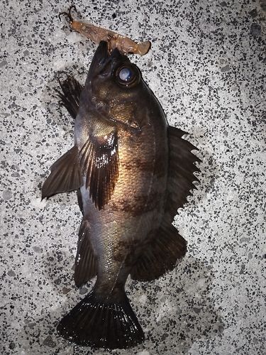 メバルの釣果