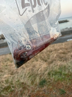 ヤリイカの釣果