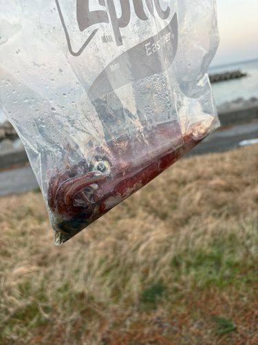 ヤリイカの釣果