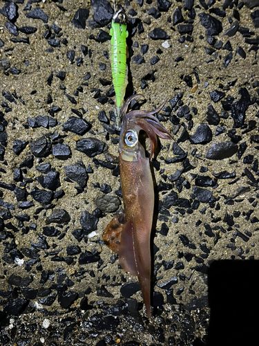 ササイカの釣果