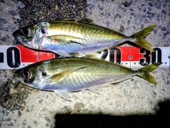 アジの釣果