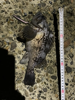 クロソイの釣果