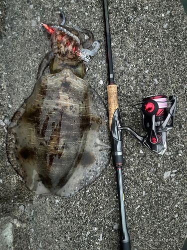 アオリイカの釣果