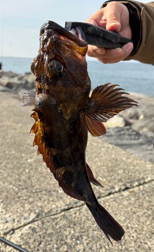 カサゴの釣果