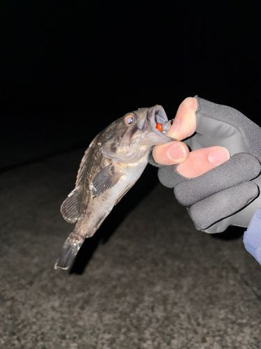 クロソイの釣果