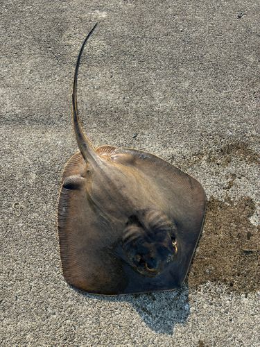エイの釣果