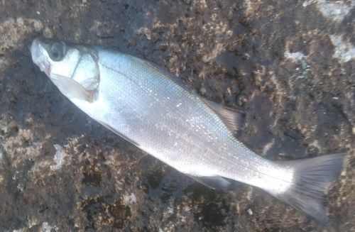 セイゴ（ヒラスズキ）の釣果