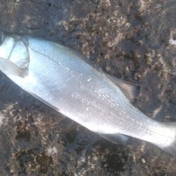 セイゴ（ヒラスズキ）