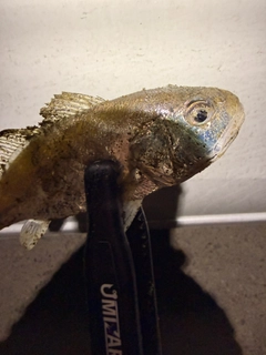 イシモチの釣果