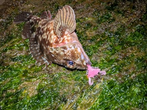 アラカブの釣果
